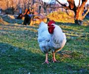 Україна потрапила в ТОП-10 світових експортерів курятини