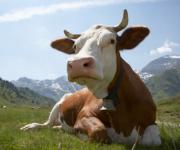 Аграриям насчитали 260 млн грн дотаций за содержание коров 