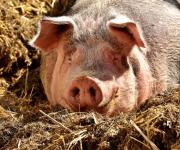 В Одесской области из-за АЧС уничтожили более 3000 свиней