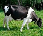 Cherkasy region increased the productivity of cows to 3930 kg