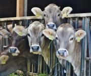 В Україні збільшилась продуктивність корів та виробництво молока екстра і вищого ґатунків