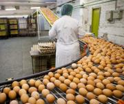 Експорт яєць з України виріс у 1,6 рази