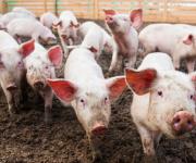 В Україні пішла на спад захворюваність АЧС у свиней