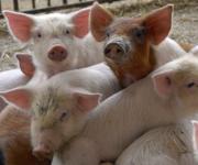 Білорусь ввела ембарго на імпорт свиней з 8 областей України