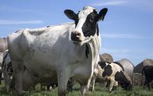 Туреччина розглядає можливість імпорту яловичини та ВРХ з України