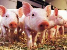 За останній рік експорт свинини з країн ЄС до Китаю зріс