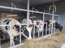Індекс цін на молочну продукцію продовжує знижуватися — ФАО