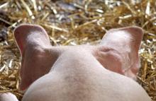 Эксперт: Поголовье свиней в Украине сократится на 30%
