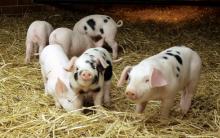 Поголів’я свиней в Україні зменшилося на 3,73 млн. голів