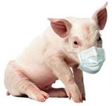 У Польщі впевнені, що Україна не бореться з африканською чумою свиней