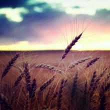 Україні може загрожувати дефіцит пшениці
