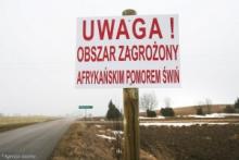 Польща вважає, що в Україні відсутня боротьба з АЧС