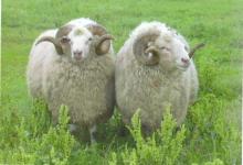 Львівські фермери домовляються проекспорт овець до Німеччини