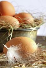 Україна експортувала яєць на $22 млн