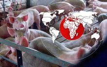 10 мільйонів доларів заробили українські експортери свинини
