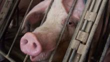 За експорт свинини отримали в 4 рази більше, ніж минулого року