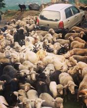 Кіз, овець та птиці в Україні стало більше