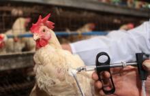 У Китаї зафіксували спалах пташиного грипу