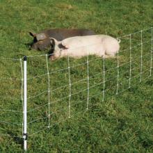 Електричний паркан – засіб від африканської чуми свиней