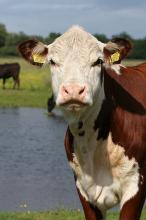 ЄС: експорт молочних продуктів б’є рекорди 