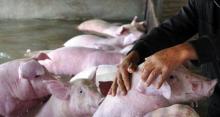 Поширення АЧС може унеможливити експорт свинини з Польщі