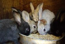Домохозяйства в прифронтовой зоне получат кроликов от ФАО