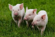 Продажа молодняка свиней становится выгодным для украинских фермеров