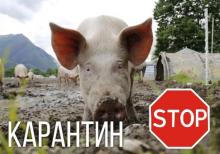 На Рівненщину в осередок зараження АЧС житель Житомирщини завіз 45 свиней
