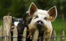 Рівненщина підозрює Білорусь у переправці хворих свиней через кордон