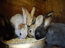 Домогосподарства в прифронтовій зоні отримають кроликів від ФАО
