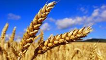  Україна збере другий за обсягом врожай в новітній історії