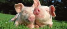 Scientists have created "fat-free" pigs