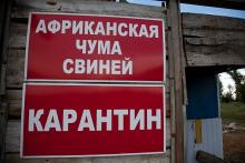 У Новій Одесі зафіксували чергови спалах АЧС