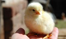 Саудовская Аравия сняла запрет на ввоз продуктов птицеводства из Украины