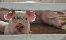 На Одещині компенсують збитки від африканської чуми свиней