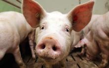 African swine fever again is recorded in Moldova