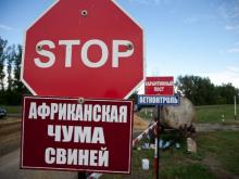 The virus of ASF was recorded on the territory of the Kaliningrad region