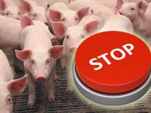 An outbreak of African swine fever in a pig farm of a private entrepreneur of the Kustynska village council of the Rivne district
