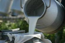 В листопаді конкуренція між заготівельниками молока загостриться