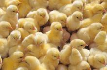 В Україні за січень-вересень було вироблено 750 тис. т м'яса птиці