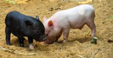 За рік поголів’я свиней в Україні скоротилося 650 600 голів