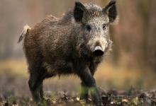 Russia announced the outbreak of ASF through Ukrainian wild boars