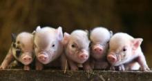 Pedigree pigs and commodity pigs have risen in price in Ukraine