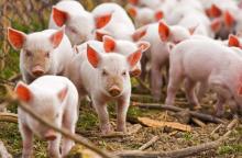 В 2017 поголовье свиней в Украине уменьшилось на 9%