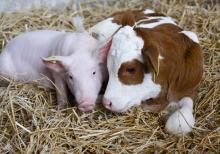 The number of cows and pigs decreased in Ukraine