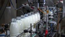 The forecast of milk production on 2018 is published