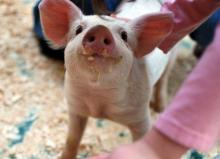 На ринку живця свиней відчулось незначне пожвавлення