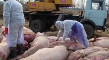 У Польщі через АЧС може зникнути свинарство