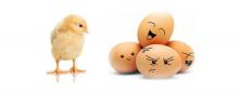 До кінця року ціни на курячі яйця зростуть на 10–15%