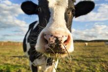 A cow with rubies was found in Zhytomyr region